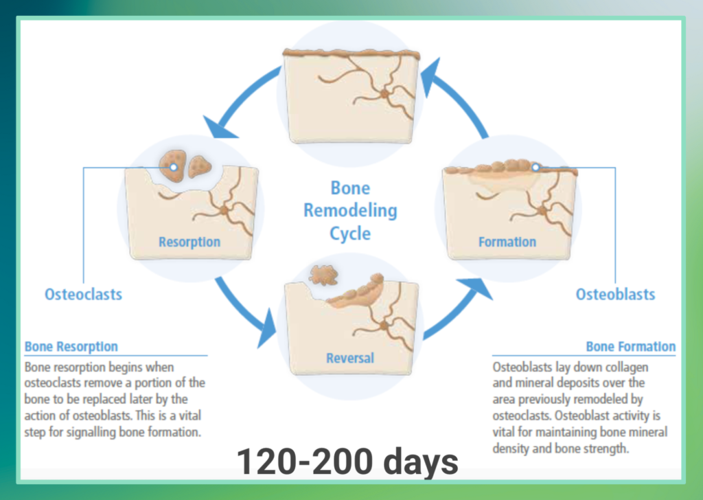 Bone Remodelling Cycle