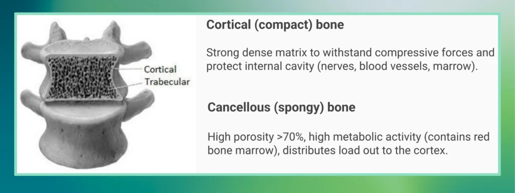 Types of Bone